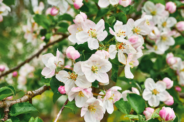 beautiful blooming apple trees orchard in spring garden close up