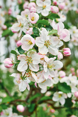 Fototapeta na wymiar beautiful blooming apple trees orchard in spring garden close up