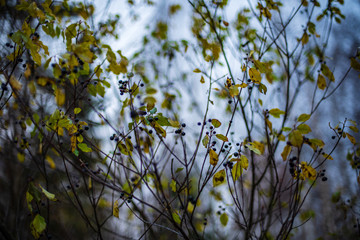 autumn colored golden tree leaves in nature in sunny day