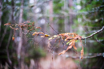 autumn colored golden tree leaves in nature in sunny day