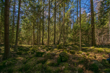 dark mysterious spruce tree forest with rocks and moss