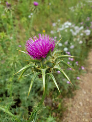 Cardo selvatico