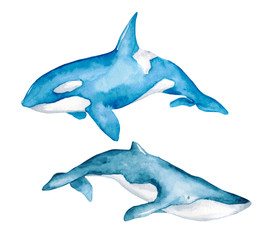 Whales Sea Animals Dolphin Narwhal Killer Whale Beluga Ocean Blue Watercolor Hand Drawn Illustration Isolated © aksinyalady