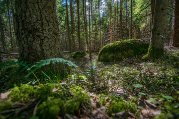 dark mysterious spruce tree forest with rocks and moss