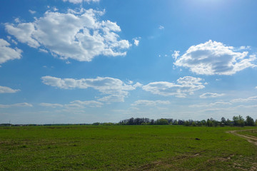 Green field and blue sky with clouds. Beautiful landscape.
