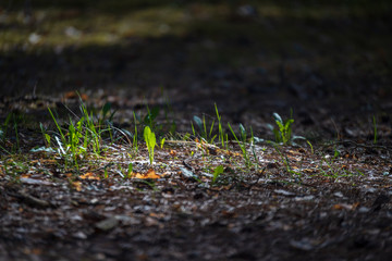 yellow spring flowers blooming on the shore of river