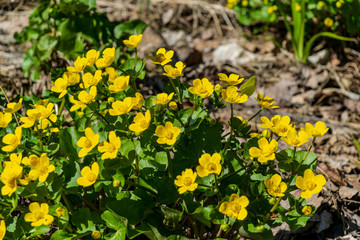 yellow spring flowers blooming on the shore of river