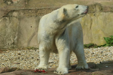 Eisbär