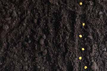 Seeds in the ground. Seed preparation for planting in the spring.