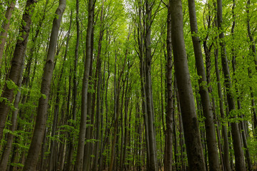 Prime beech forests in the Jasmund national park on the island of Rugen.  Germany