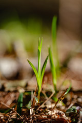 first fresh green grass sprouts in spring