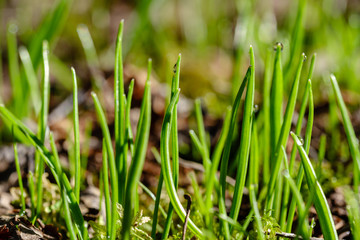 first fresh green grass sprouts in spring