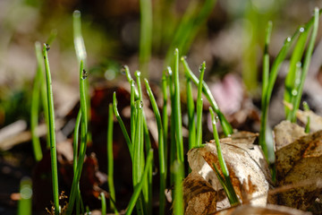 Naklejka na ściany i meble first fresh green grass sprouts in spring