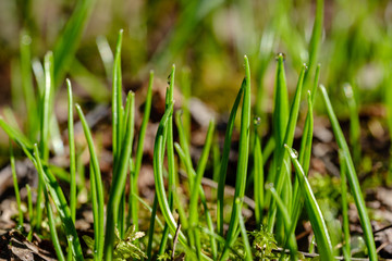 first fresh green grass sprouts in spring