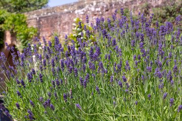 Obraz premium lavender flower field