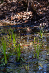 first fresh green grass sprouts in spring