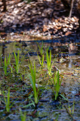 first fresh green grass sprouts in spring