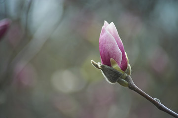 Fototapeta premium Beautiful pink magnolias on blue sky background. in botanical garden blossom magnolia