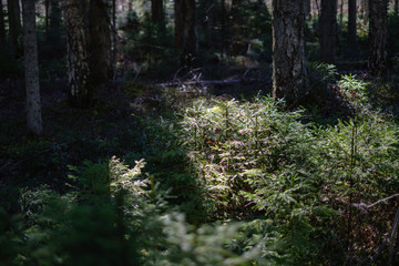 Obraz premium young fresh spring green spruce tree forest in sunny day