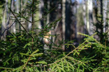 young fresh spring green spruce tree forest in sunny day
