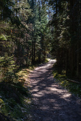 Fototapeta premium empty gravel dust road in forest with sun rays and shadows