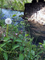 Pissenlit bord du thiou