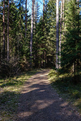 Fototapeta na wymiar empty gravel dust road in forest with sun rays and shadows