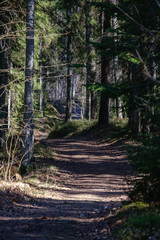 Obraz premium empty gravel dust road in forest with sun rays and shadows