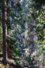 Obraz premium young fresh spring green spruce tree forest in sunny day