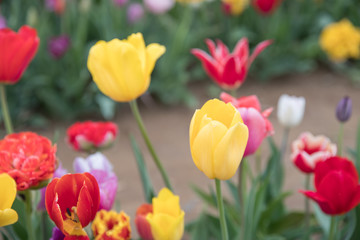 Flower beds with colorful tulips - Image