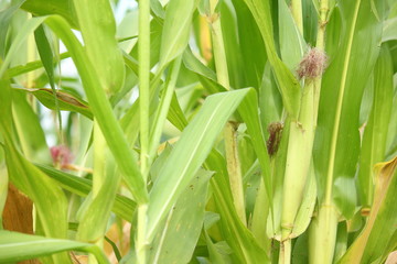 Alimentos del campo colombiano