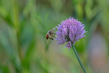 Bee approaching a chive blossom