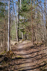 Fototapeta premium empty gravel dust road in forest with sun rays and shadows