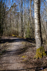 empty gravel dust road in forest with sun rays and shadows