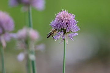 chive blossoms with flying bee