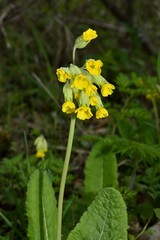 Spring; Primerose, Primula officinalis in Carpathian mountains
