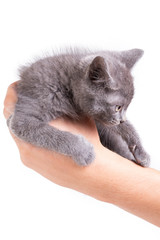 Little gray kitten in left man's hand