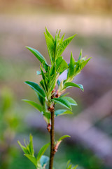 first fresh green leaves on trees in spring