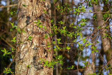 birch and aspen tree grow in spring with first leaves hatching