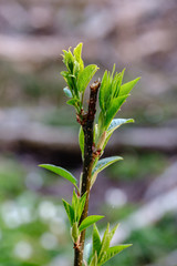 first fresh green leaves on trees in spring