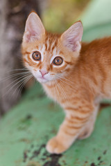Naklejka na ściany i meble Curious small red kitten