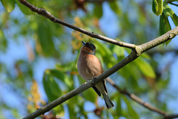 Buchfinkenmännchen