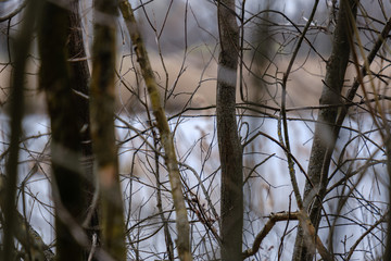 forest lake surrounded by tree trunks and branches with no leaves
