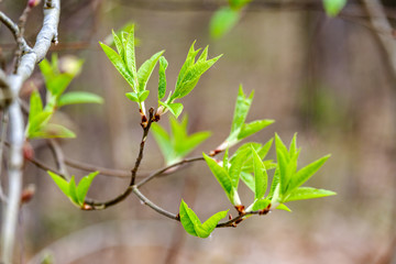 first fresh green leaves on trees in spring