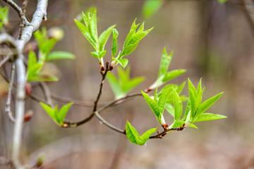 first fresh green leaves on trees in spring