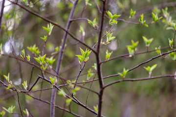 first fresh green leaves on trees in spring