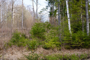 young fresh spring green spruce tree forest in sunny day