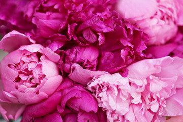 Closeup peonies background