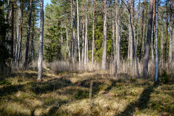 young fresh spring green spruce tree forest in sunny day