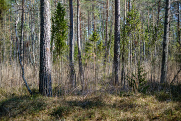 Fototapeta premium young fresh spring green spruce tree forest in sunny day